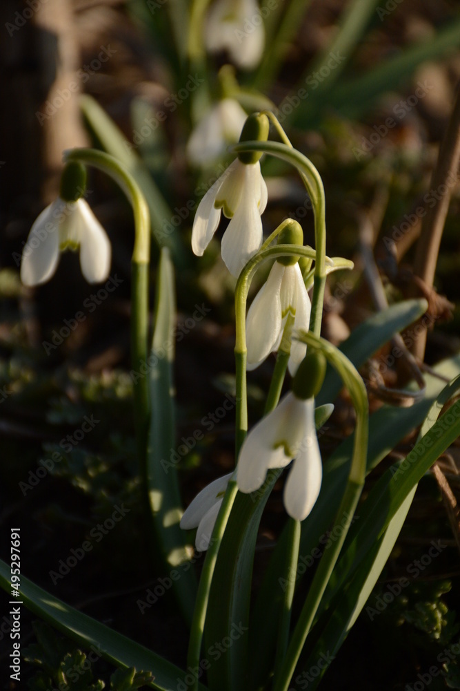 Delicate white snowdrops bloomed in the forest in early spring Delicate white snowdrops bloomed in the forest in early spring