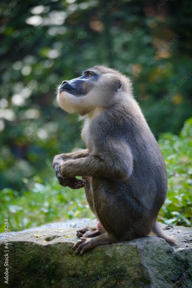 Monkey, primat drill