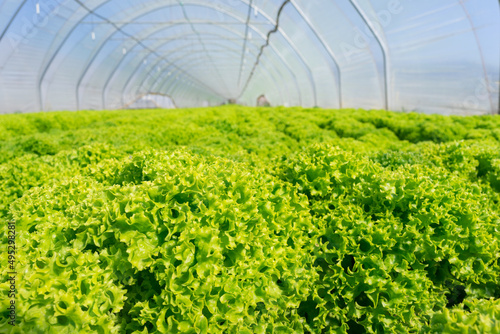 A bed of fresh green lettuce in a polytunnel photo