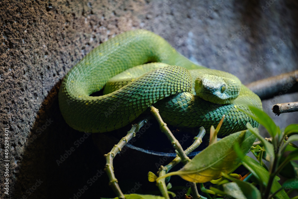 Fototapeta premium Snake, green snake, terarium