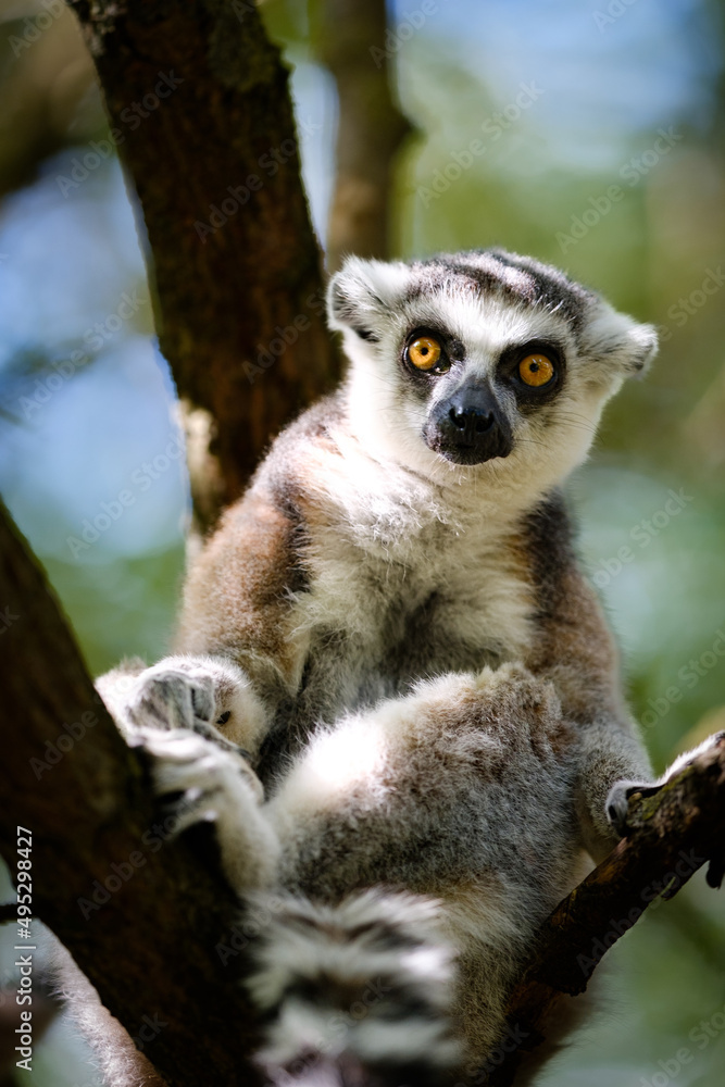 Obraz premium Lemur catta, monkey, portrait