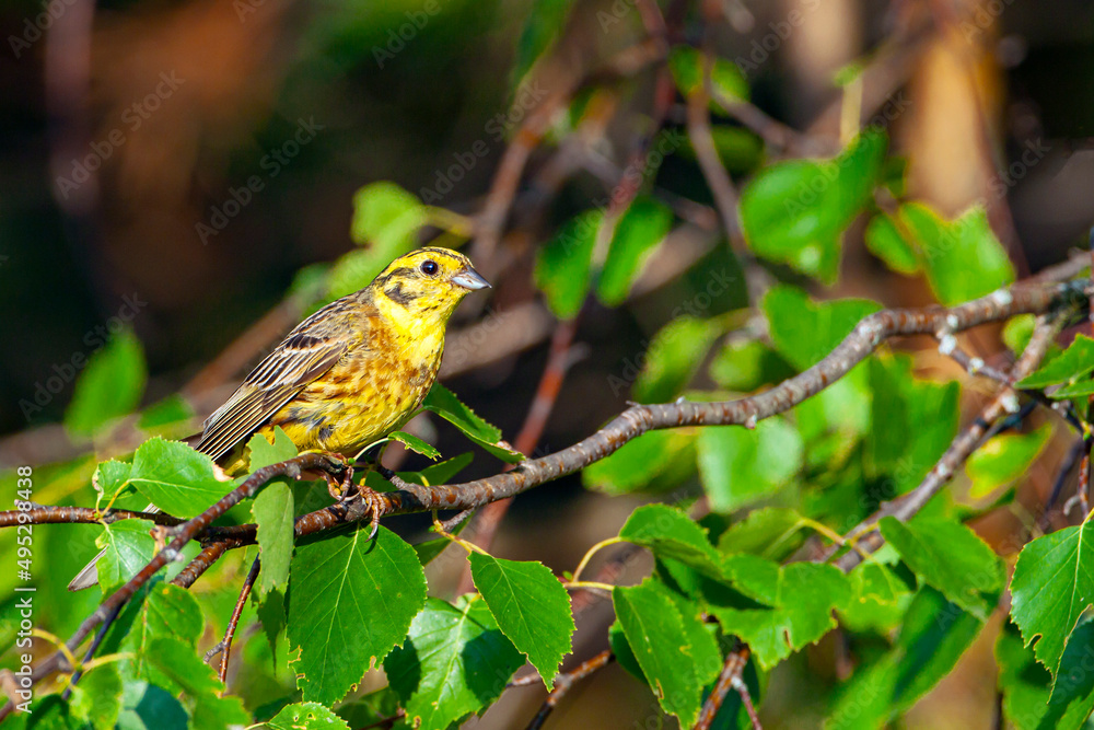 Obraz premium The yellowhammer (Emberiza citrinella) is a passerine bird in the bunting family that is native to Eurasia and has been introduced to New Zealand and Australia.