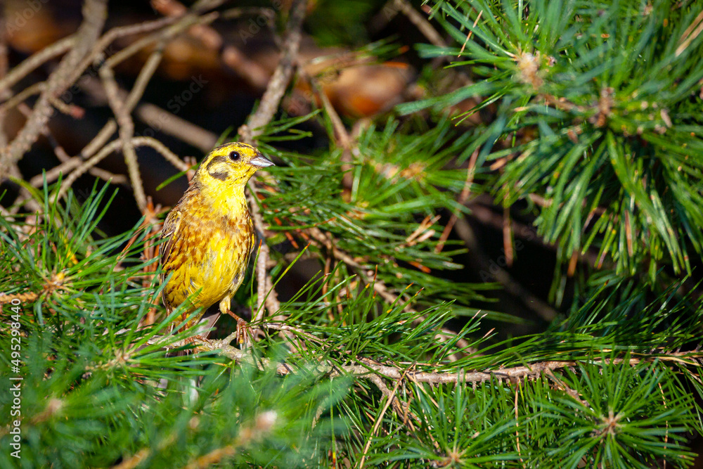 The yellowhammer (Emberiza citrinella) is a passerine bird in the bunting family that is native to Eurasia and has been introduced to New Zealand and Australia. The yellowhammer (Emberiza citrinella) is a passerine bird in the bunting family that is native to Eurasia and has been introduced to New Zealand and Australia.