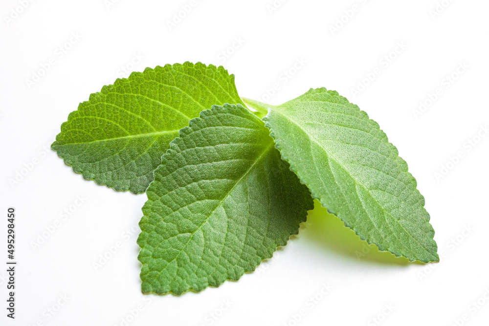 Sprig leaves of fresh mint on white background. Green peppermint for cooking and decorating dishes. Sprig leaves of fresh mint on white background. Green peppermint for cooking and decorating dishes.