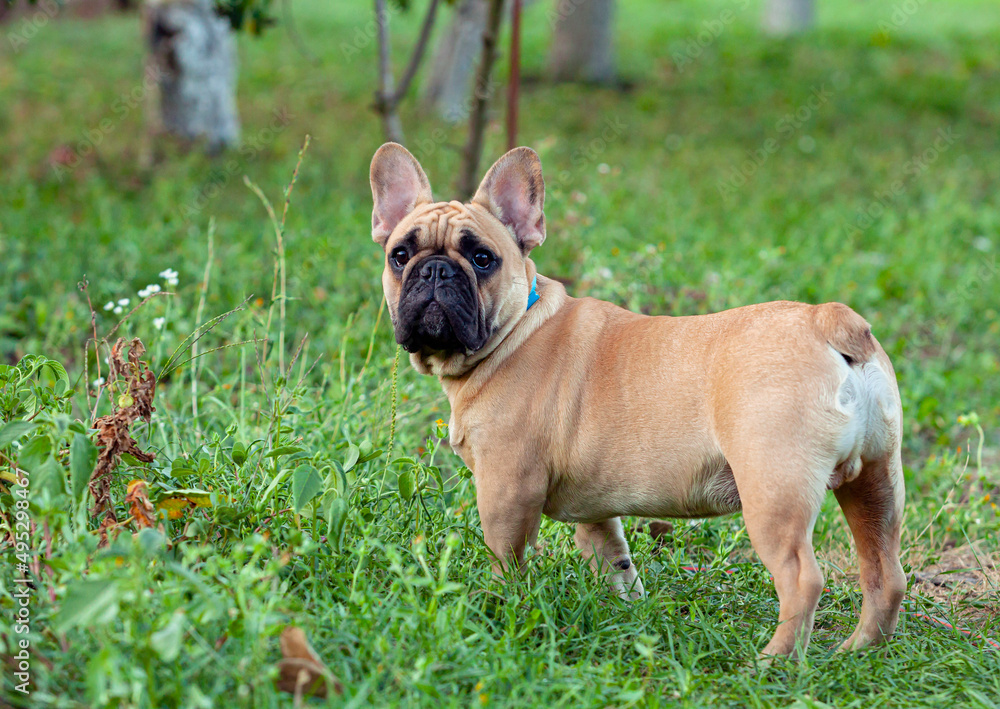 A French bulldog puppy is resting in the country.