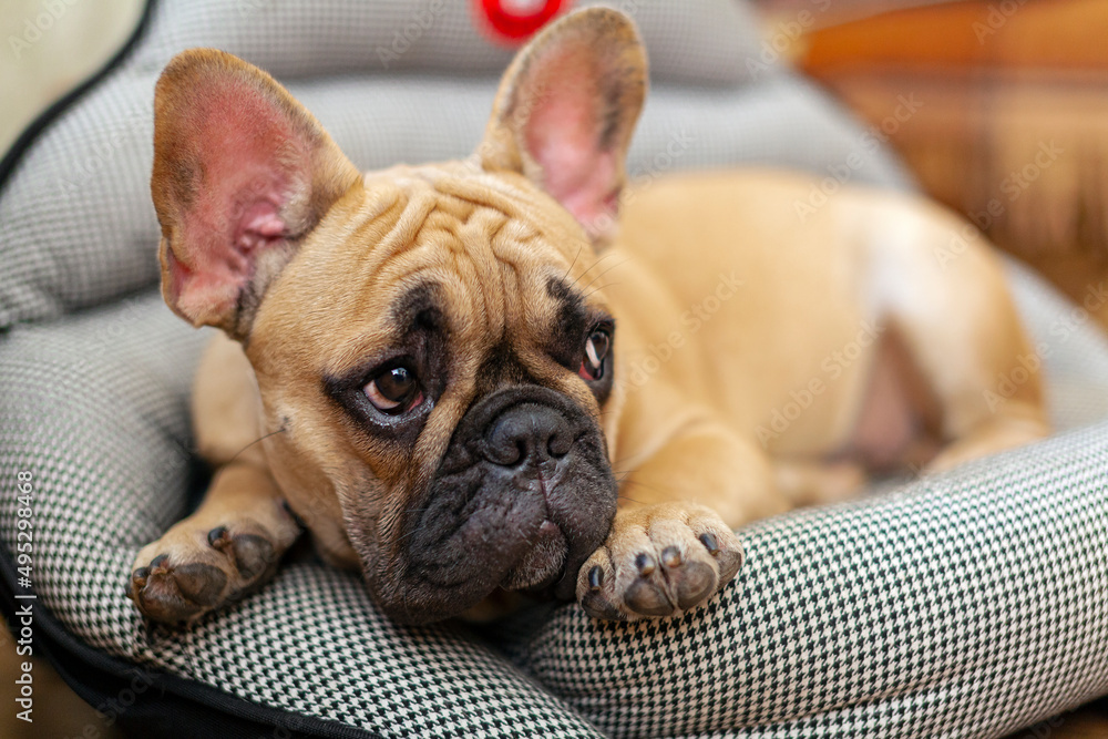 A French bulldog puppy is resting in the country.