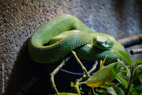 Snake, green snake, terarium photo