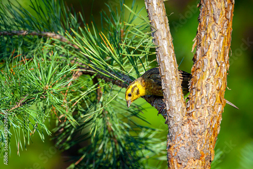 The yellowhammer (Emberiza citrinella) is a passerine bird in the bunting family that is native to Eurasia and has been introduced to New Zealand and Australia.