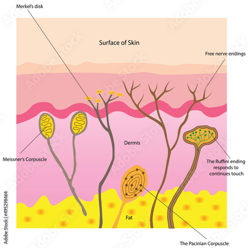 Structures of the Dermis. The dermis contains most of the structures found in skin, Hair, hair follicle, and oil glands.