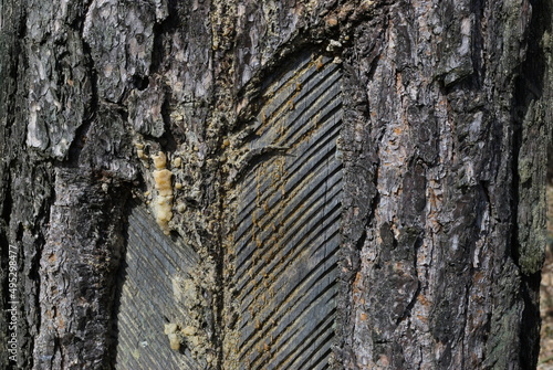 Resin extraction consists of incising the outer layers of a pine tree in order to collect the sap or resin photo