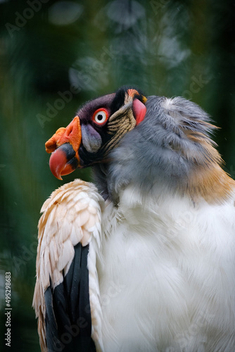 King vulture in the nature