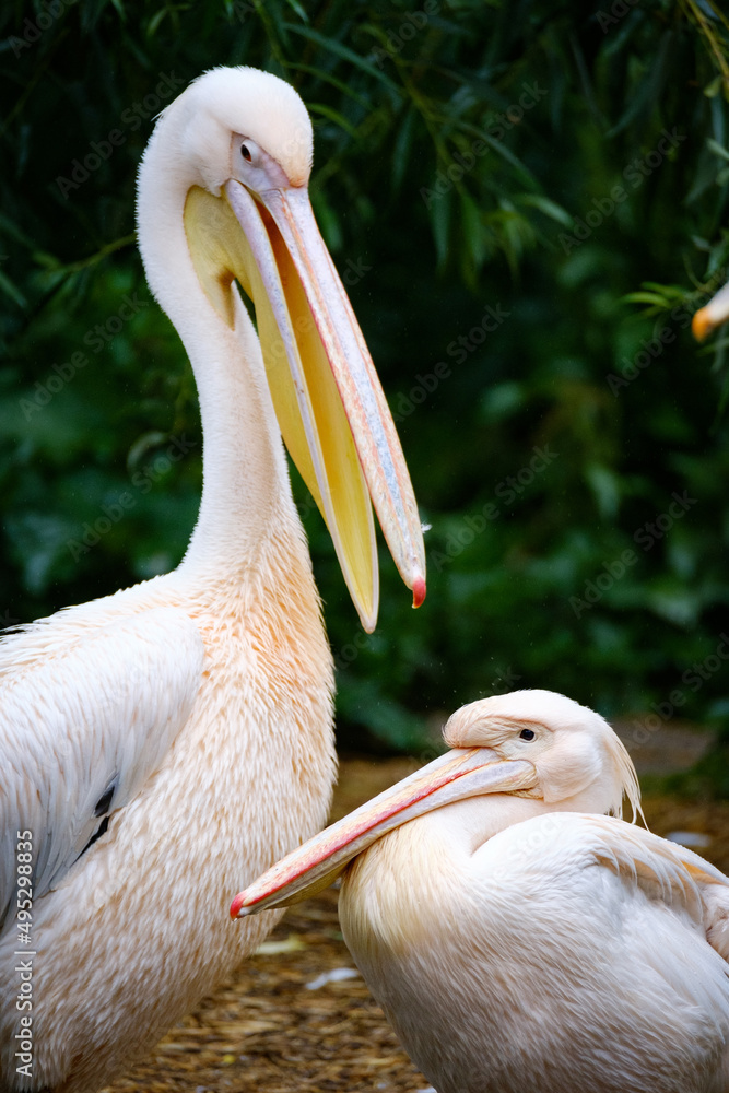 pelican, white bird, big bird, poink pelicans pelican, white bird, big bird, poink pelicans