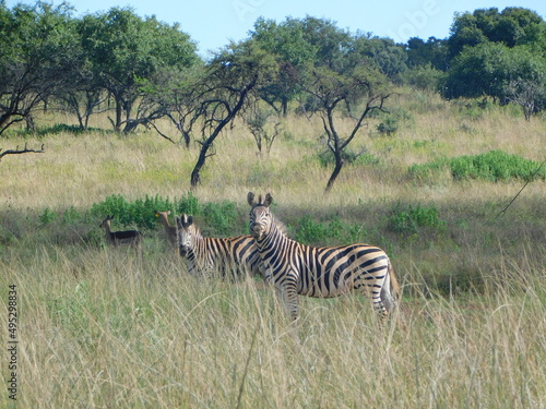 Full body side view of two Zebras  faces turned towards the camera  and buck standing in a bush  in a long grass field  scattered trees  in South Africa  North West