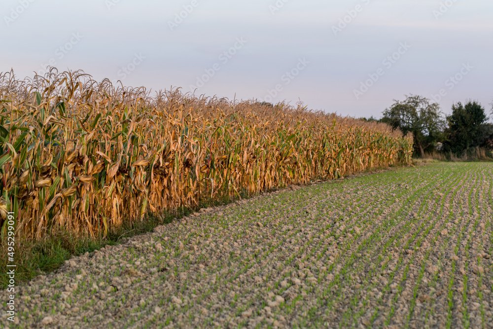 Obraz premium Growing maize, cereal ready for harvest.