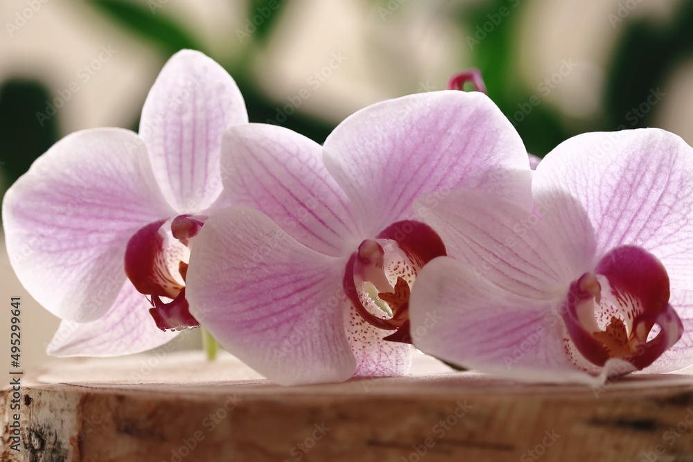Kwiaty storczyka leżące na drewnianej desce. Orchid flowers lying on a wooden board. - obrazy, fototapety, plakaty 