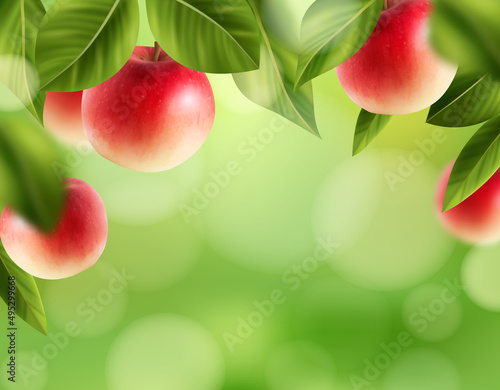 Apple orchard, apples hang in the garden. vector illustration, realism