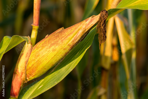 Corn growing, corn on the cob, close-up, cereal ready for harvest.