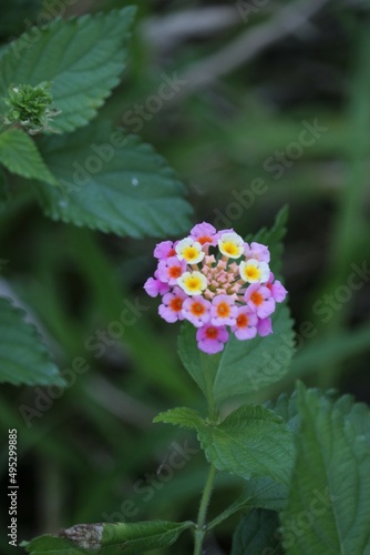 yellow and pink wild flower