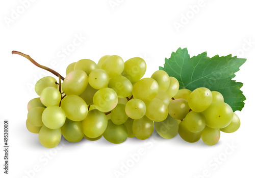 wine grapes, table grapes, realism. Fresh fruit. realistic vector objects