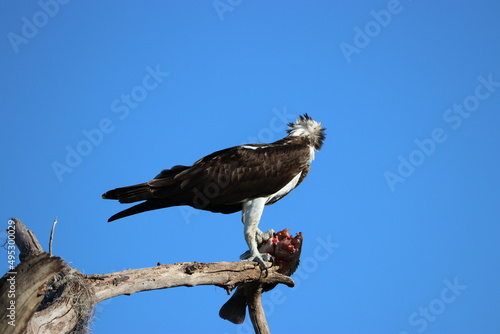 Hawk eating a fish on a tree