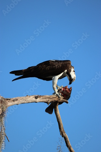 Hawk eating a fish on a tree