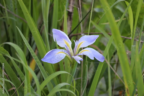 Swamp wild flowers
