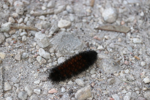 closeup of a caterpillar on the ground