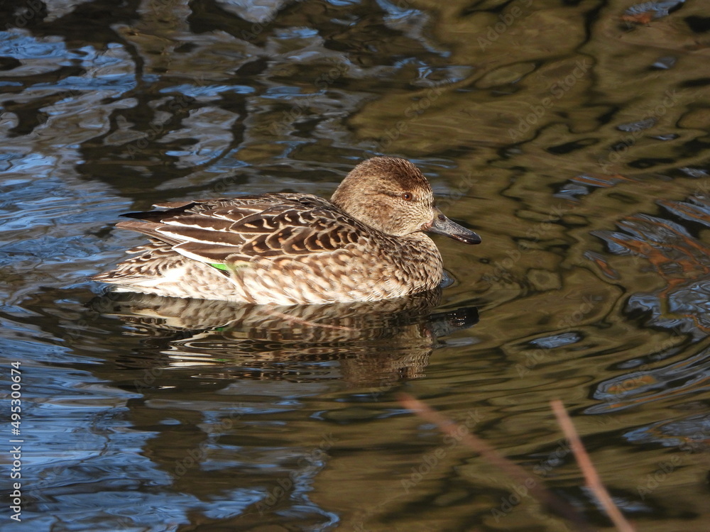 The Eurasian teal (Anas crecca), common teal, or Eurasian green-winged teal is a common and widespread duck which breeds in temperate Eurosiberia and migrates south in winter. Female The Eurasian teal (Anas crecca), common teal, or Eurasian green-winged teal is a common and widespread duck which breeds in temperate Eurosiberia and migrates south in winter. Female