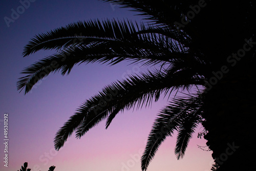 palm and purple sky