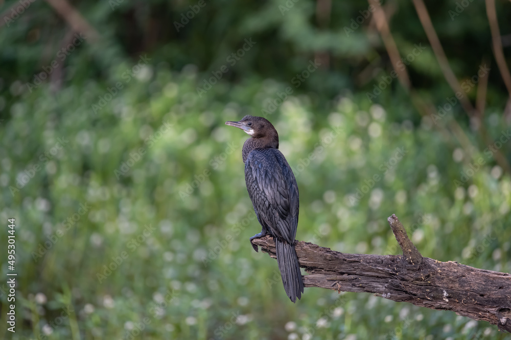 Cormorant or Darter bird waiting patiently on a branch of tree during morning hours Cormorant or Darter bird waiting patiently on a branch of tree during morning hours