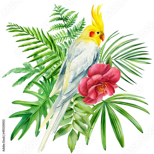Parrot and palm leaves on isolated white background, watercolor illustration. cockatiel parrot, hand drawing