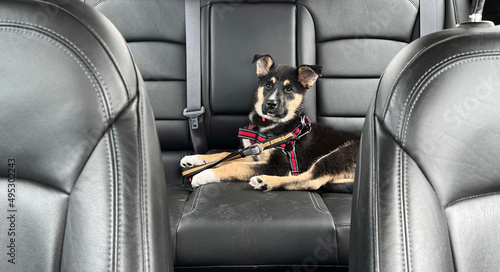 Puppy buckled into the backseat of a car with leather seats, fastened with a red harness and ready for a road trip.