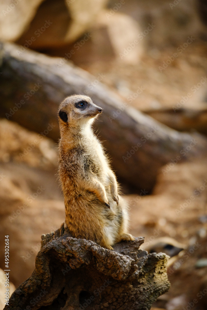 Fototapeta premium meerkat standing on the rock