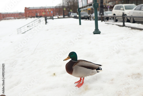 Duck drake on the shore in the snow in winter