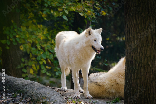 arctic wolf, portrait, hungry, meat