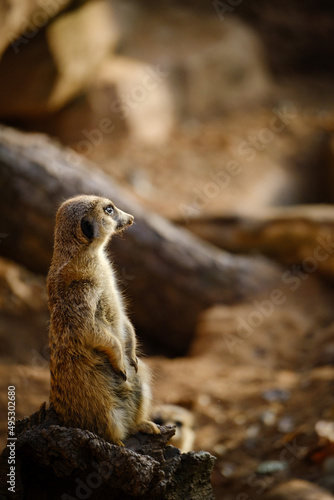 meerkat standing on the rock © Jim Barris