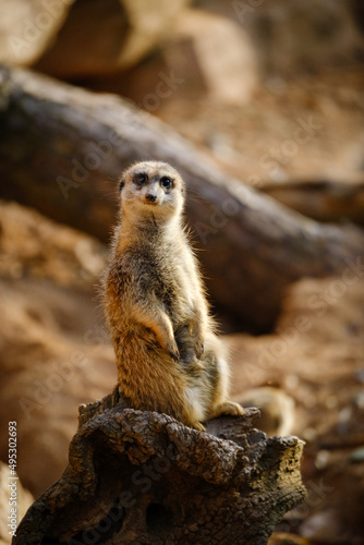 meerkat standing on the rock