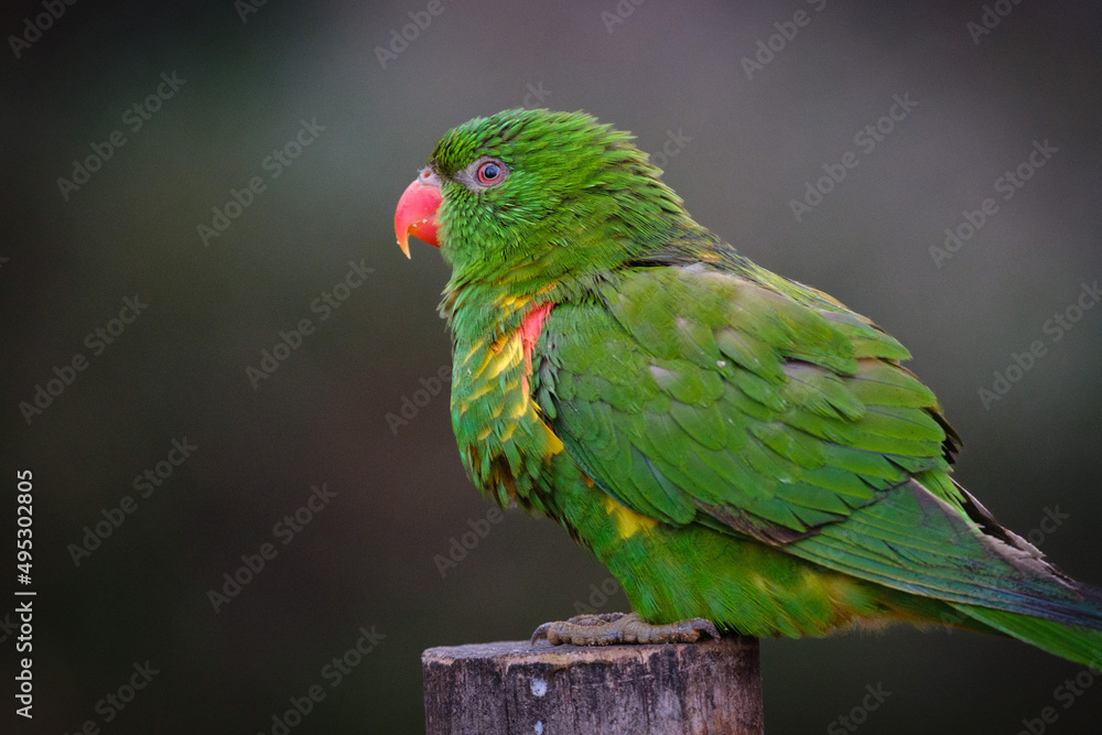 parrot, green bird parrot, green bird