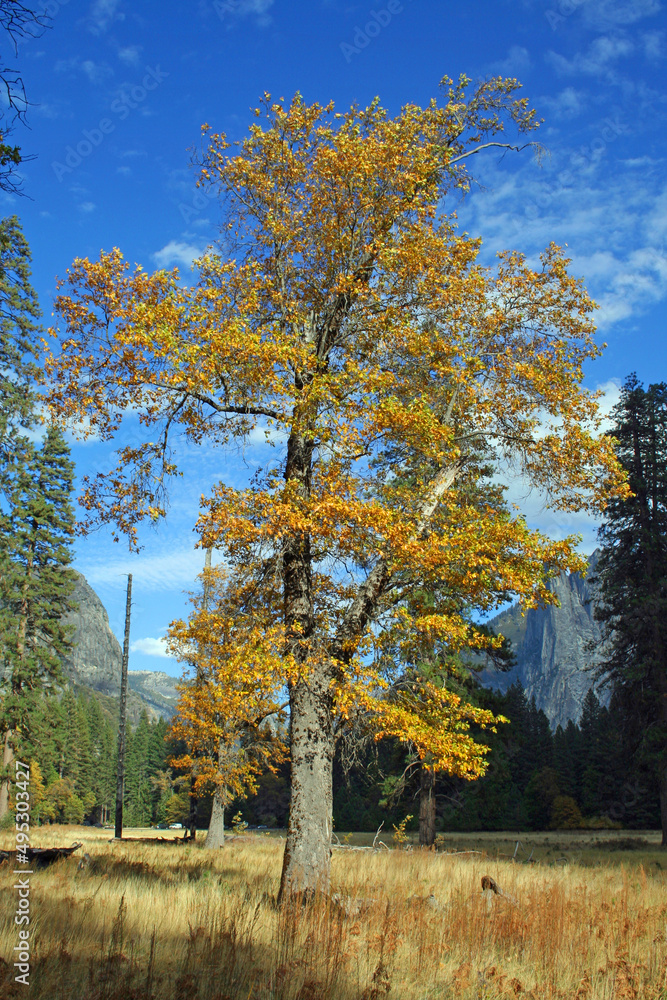 Autumn in Yosemite Valley