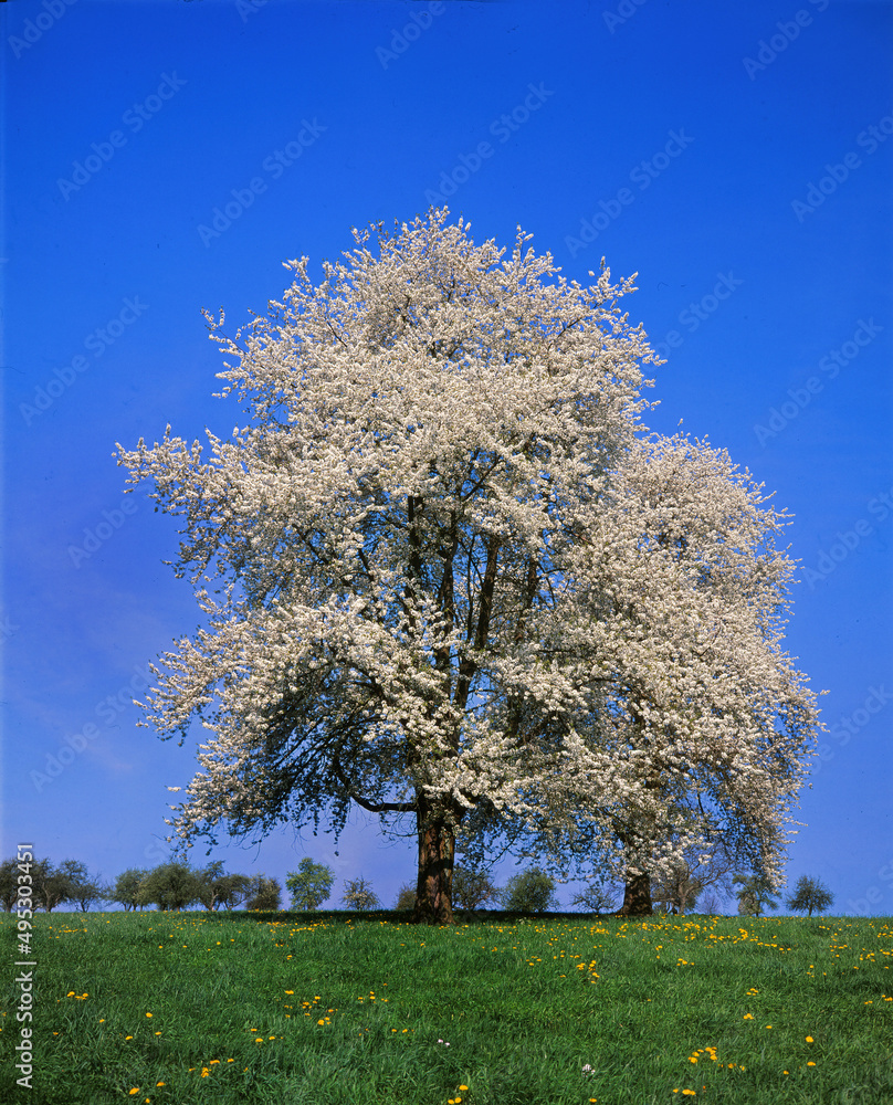 Naklejka premium Baum im Frühling