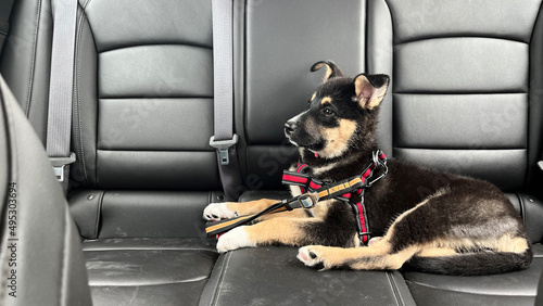 Puppy buckled into the backseat of a car with leather seats, fastened with a red harness and ready for a road trip.