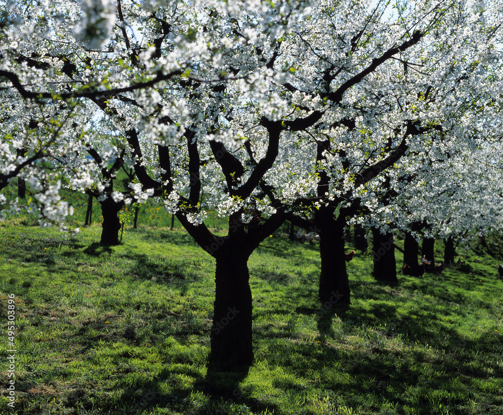 Fototapeta premium Baum im Frühling
