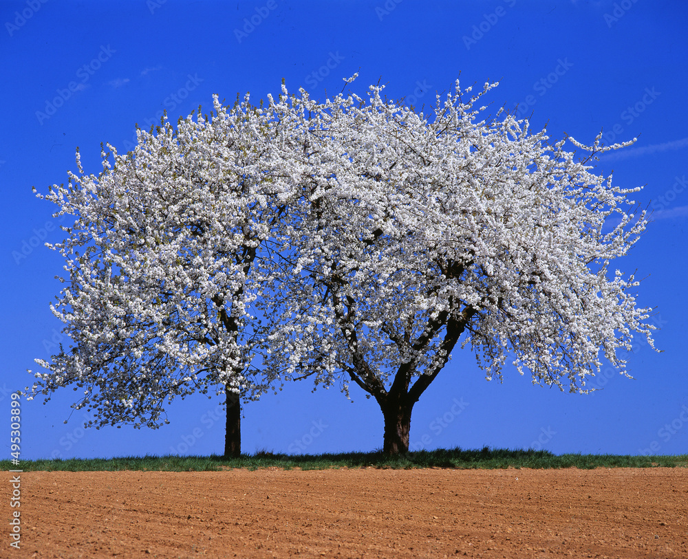 Naklejka premium Baum im Frühling