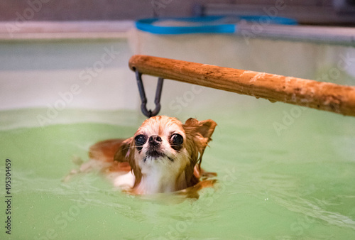 Картината върху платно chihuahua and hydrotherapy