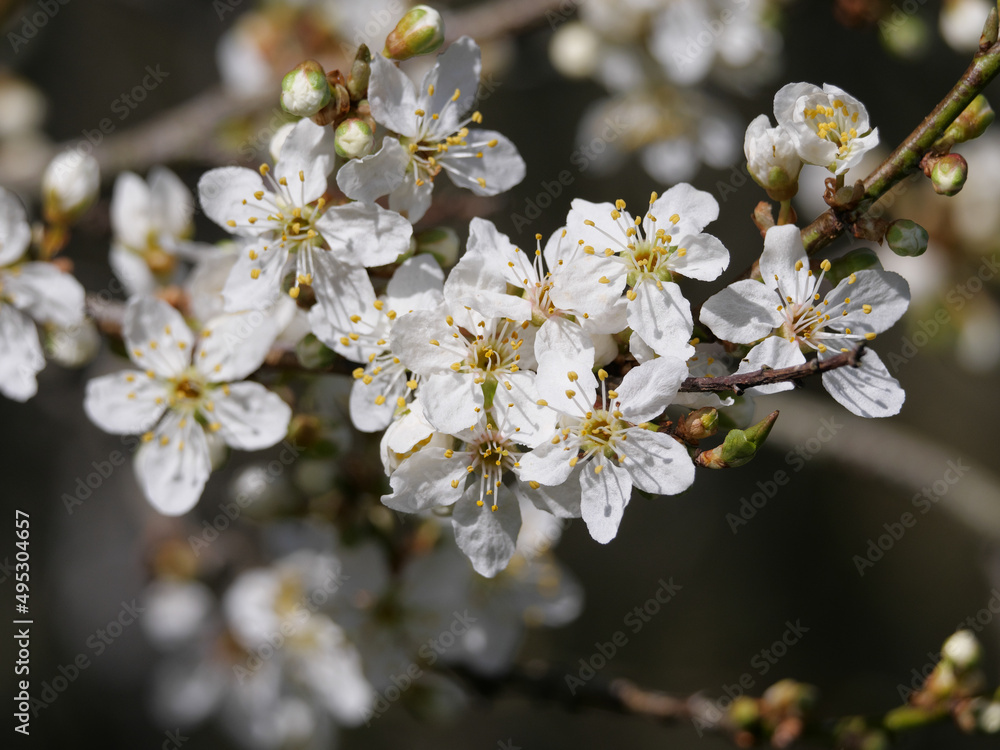 Die weißen Blüten der Schlehe oder Schlehdorns (Prunus spinosa, Rosaceae)