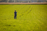 Chłopiec na polu - patrzeć w przyszłość - droga naprzód - perspektywa przyszłości - na wsi - pole - wzrost - zboże - natura - młode pokolenie