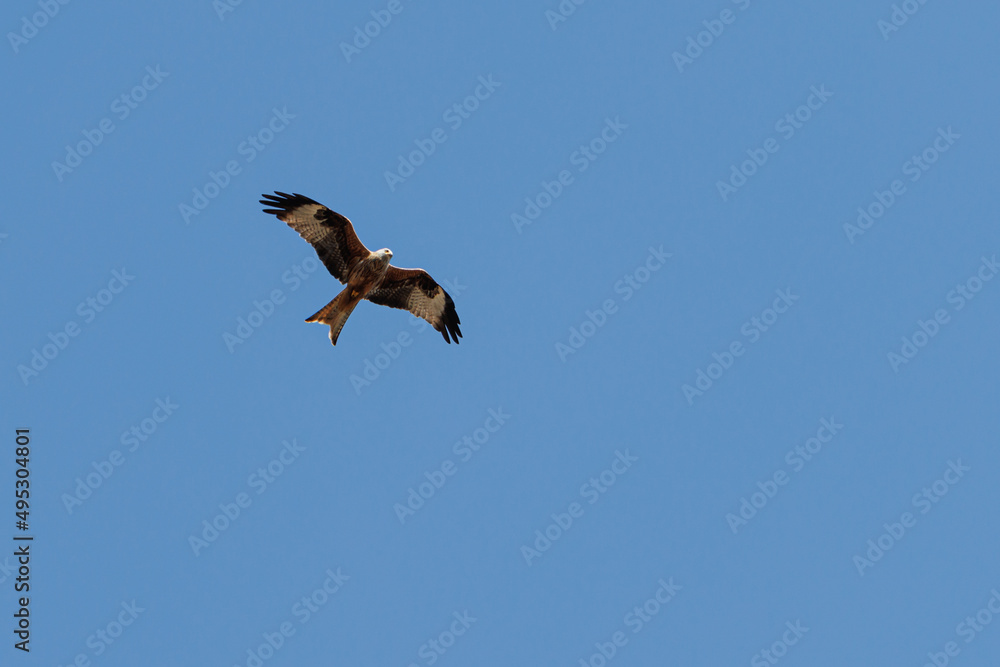 kite bird of prey flies in the blue cloudless sky kite bird of prey flies in the blue cloudless sky