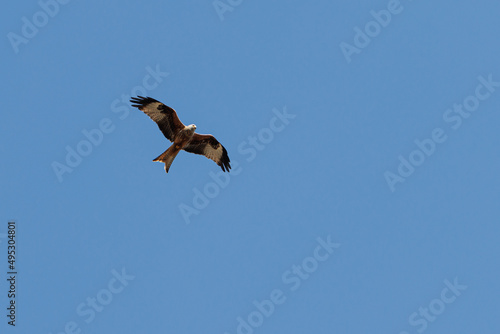 kite bird of prey flies in the blue cloudless sky