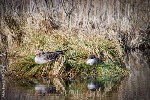 pair of geese sleeping in the sun in their nest photo