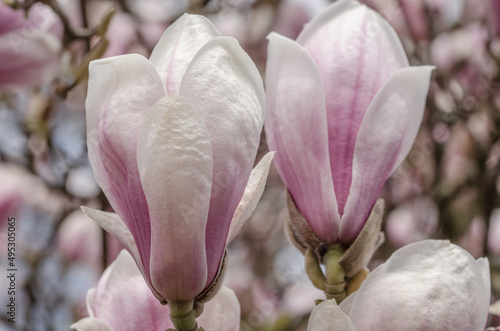 Magnolien